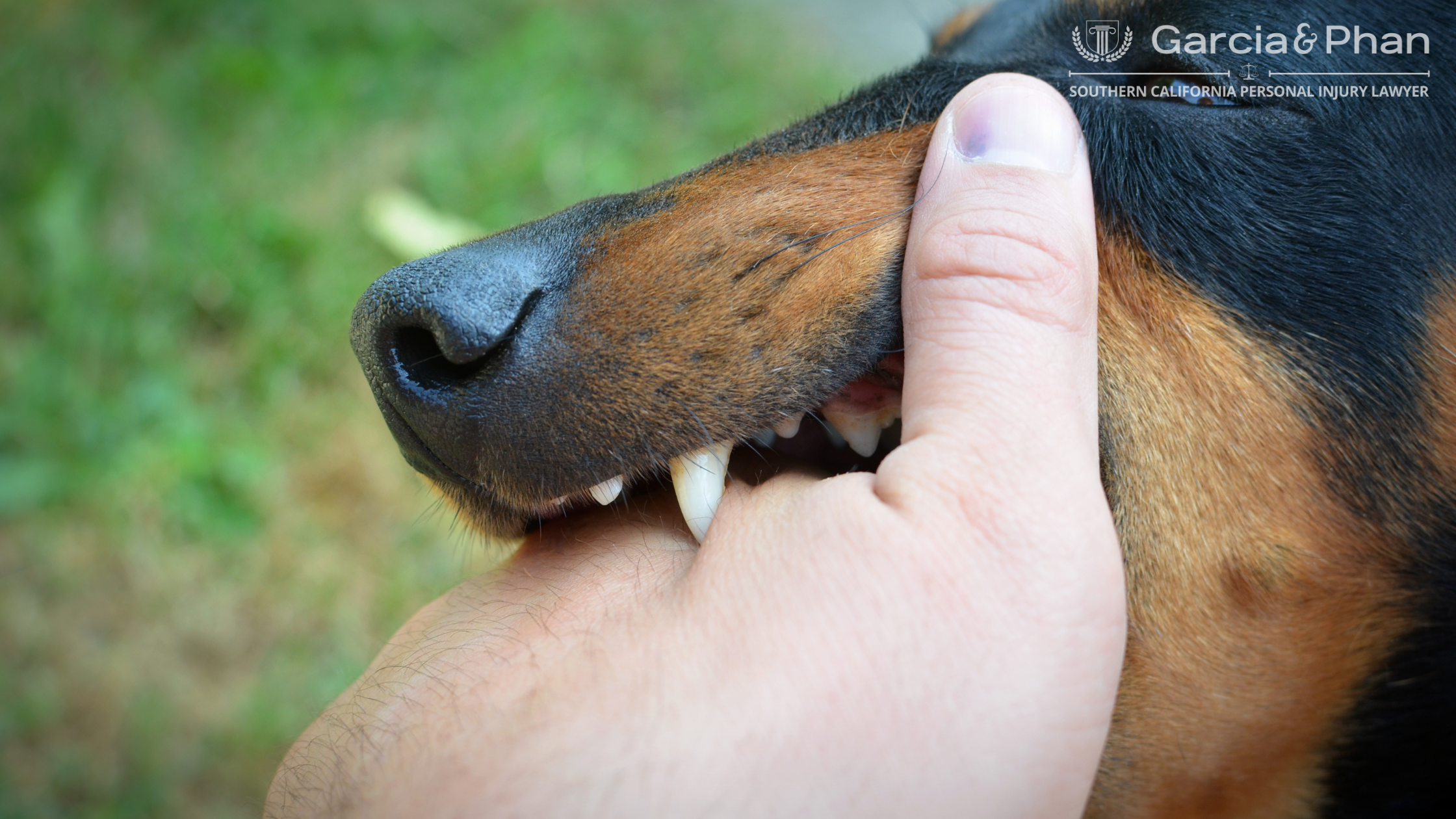 The Complete 2023 Legal Guide to Dog Bite Compensation in California | GP